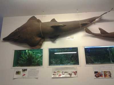 Museo del Dipartimento di Biologia: esposizione di un pesce di notevoli dimensioni 